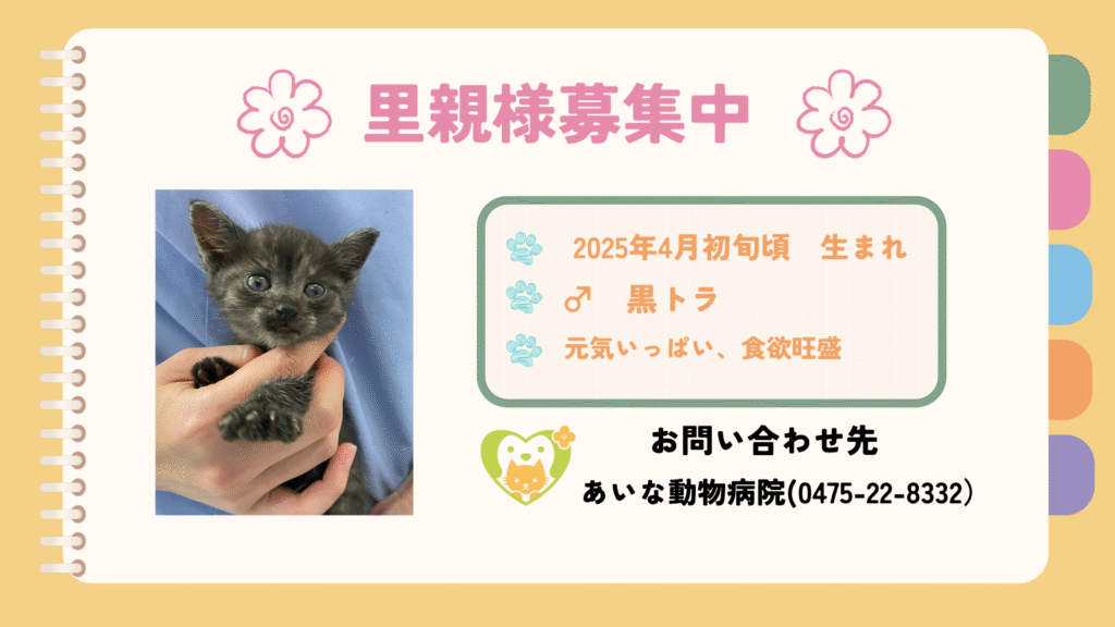【募集中】里親さま募集　子猫黒トラ